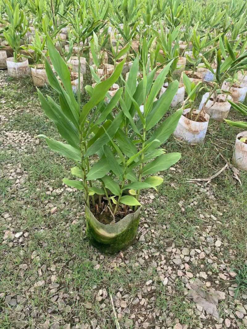 姜花各种规格基地大量现货供应，欢迎各位客户咨询