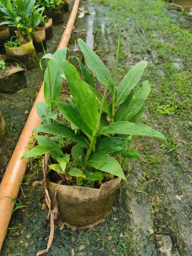 姜花各种规格基地大量现货供应，欢迎各位客户咨询
