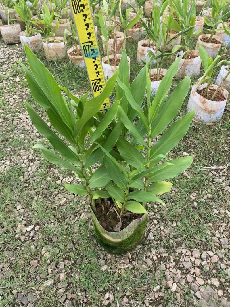姜花各种规格基地大量现货供应，欢迎各位客户咨询