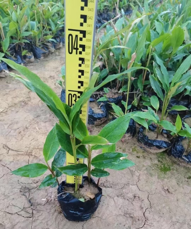 姜花各种规格基地大量现货供应，欢迎各位客户咨询
