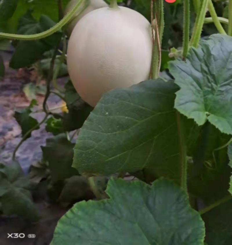红金蜜香甜可口，产地一货源，价格美丽！！！！！！！