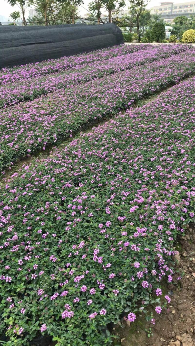 紫花马樱丹各种规格基地大量现货供应，欢迎各位客户咨询