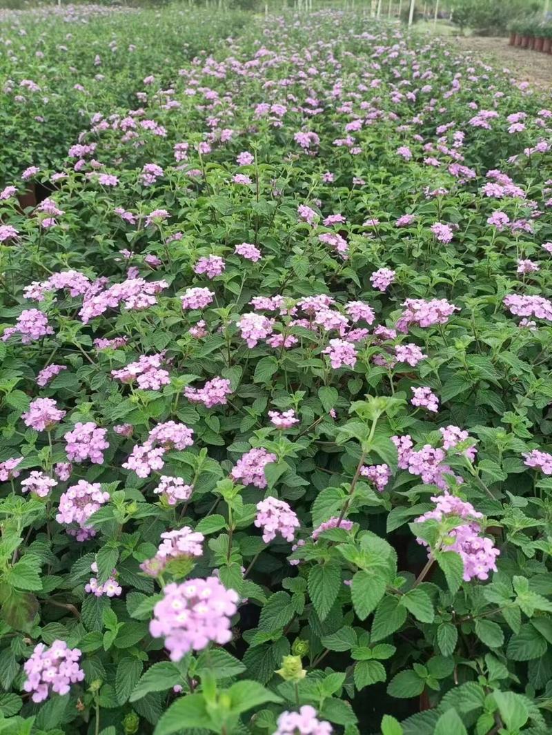 紫花马樱丹各种规格基地大量现货供应，欢迎各位客户咨询