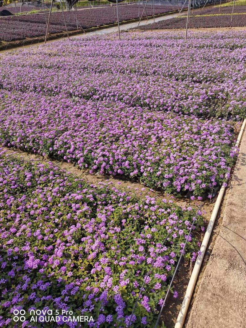 紫花马樱丹各种规格基地大量现货供应，欢迎各位客户咨询