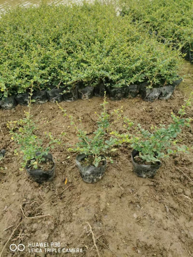 福建茶各种规格基地大量现货供应，欢迎各位客户咨询
