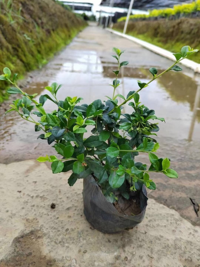 福建茶各种规格基地大量现货供应，欢迎各位客户咨询