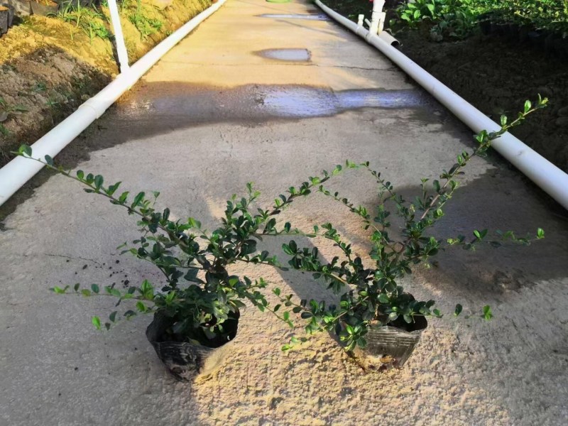 福建茶各种规格基地大量现货供应，欢迎各位客户咨询