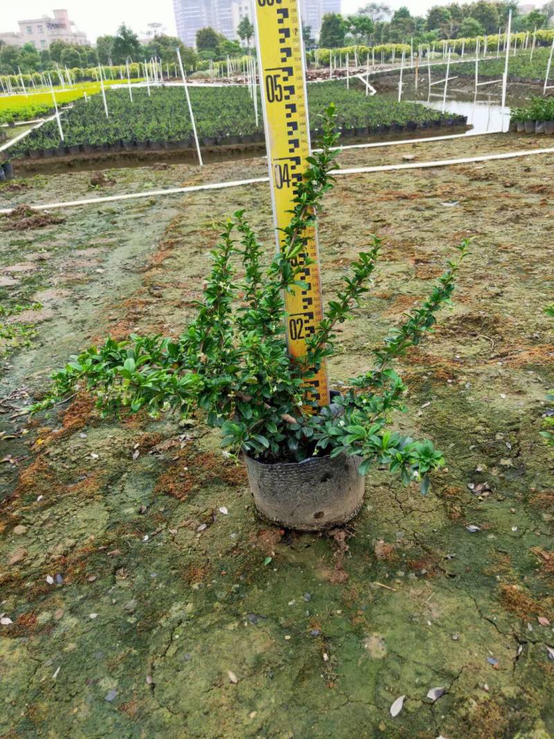 福建茶各种规格基地大量现货供应，欢迎各位客户咨询