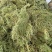 伸筋草片子狮子草云南野生伸筋草伸筋草云南伸筋草