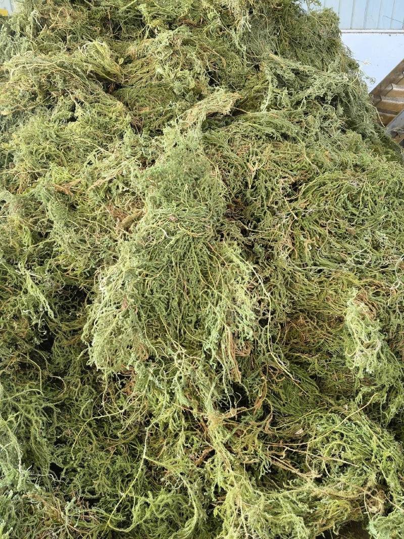 伸筋草片子狮子草云南野生伸筋草伸筋草云南伸筋草