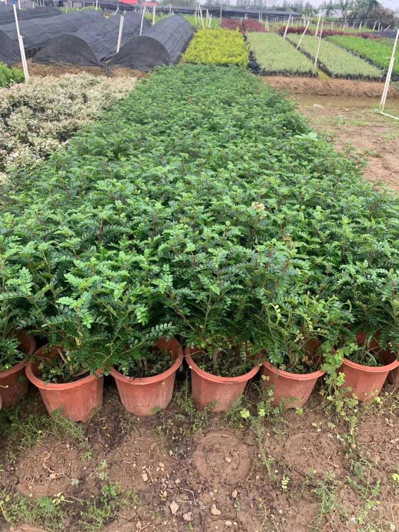 胡椒木清香木各种规格基地大量现货供应，欢迎各位客户咨询