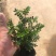 胡椒木清香木各种规格基地大量现货供应，欢迎各位客户咨询
