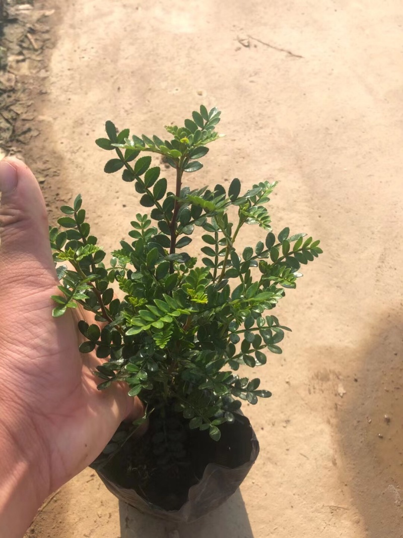 胡椒木清香木各种规格基地大量现货供应，欢迎各位客户咨询