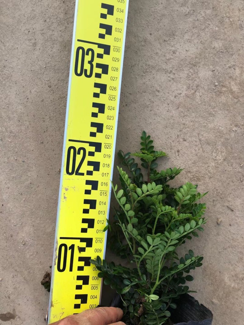 胡椒木清香木各种规格基地大量现货供应，欢迎各位客户咨询