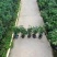 胡椒木清香木各种规格基地大量现货供应，欢迎各位客户咨询
