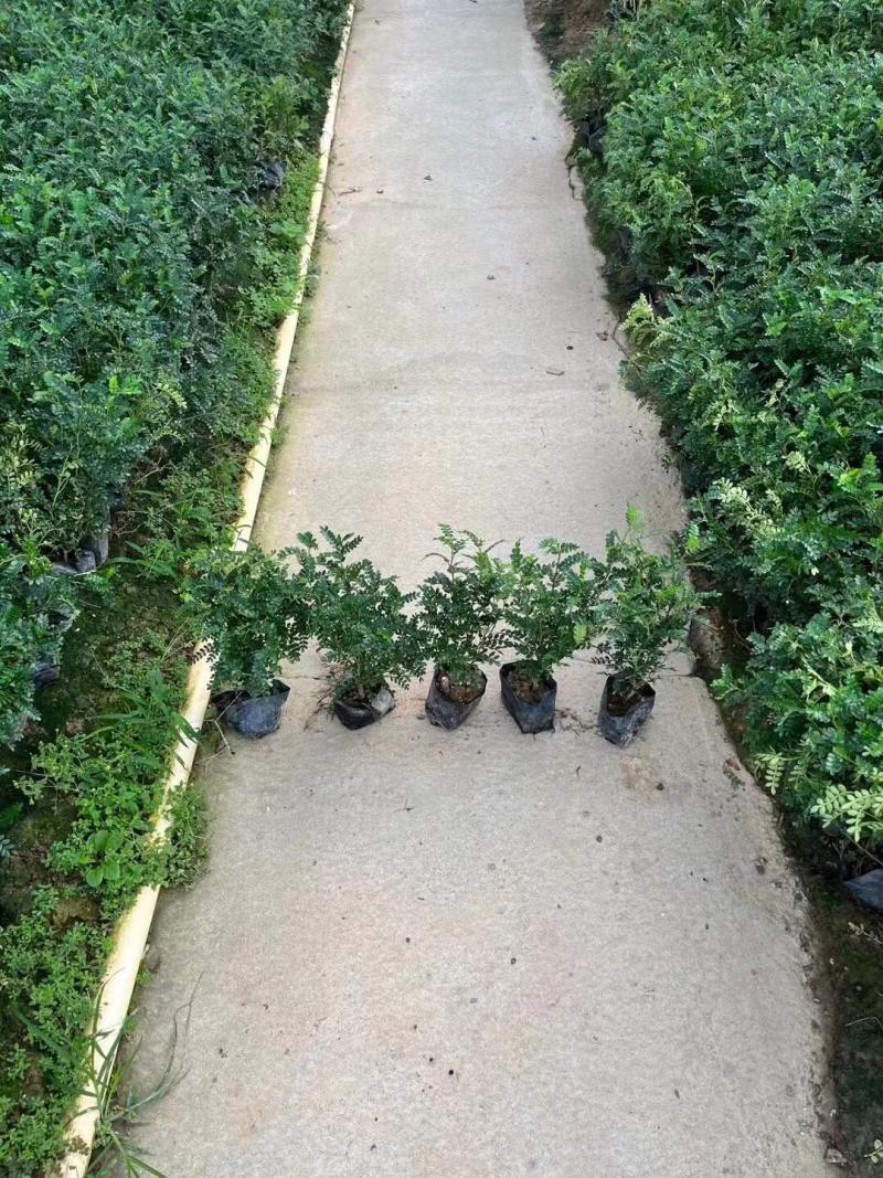 胡椒木清香木各种规格基地大量现货供应，欢迎各位客户咨询