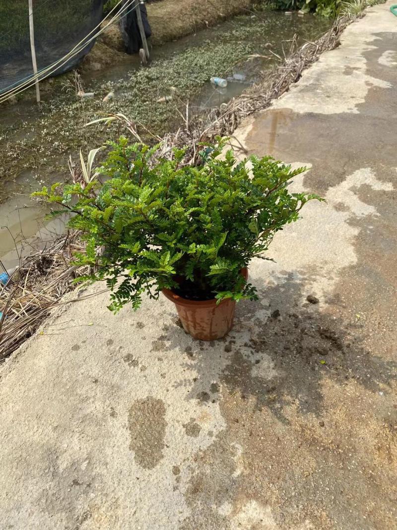 胡椒木清香木各种规格基地大量现货供应，欢迎各位客户咨询