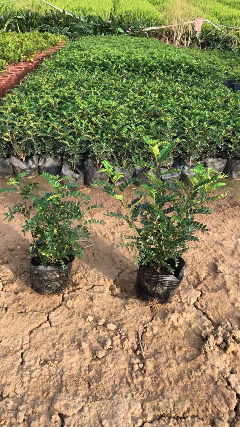 胡椒木清香木各种规格基地大量现货供应，欢迎各位客户咨询