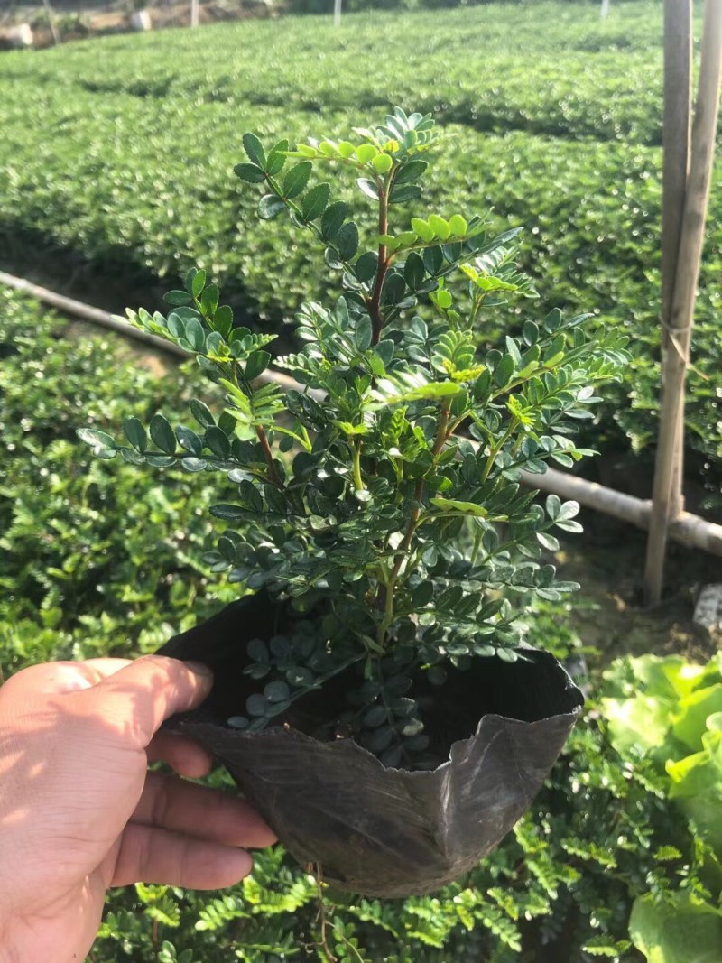 胡椒木清香木各种规格基地大量现货供应，欢迎各位客户咨询
