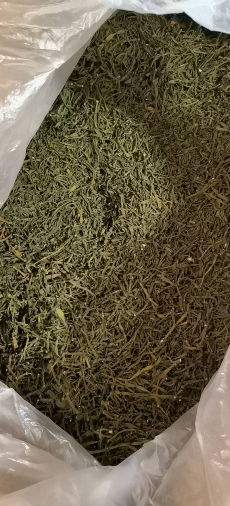 螃蟹脚我云南普洱茶树寄生草螃蟹脚寄生类云南普洱茶