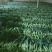 蔬菜