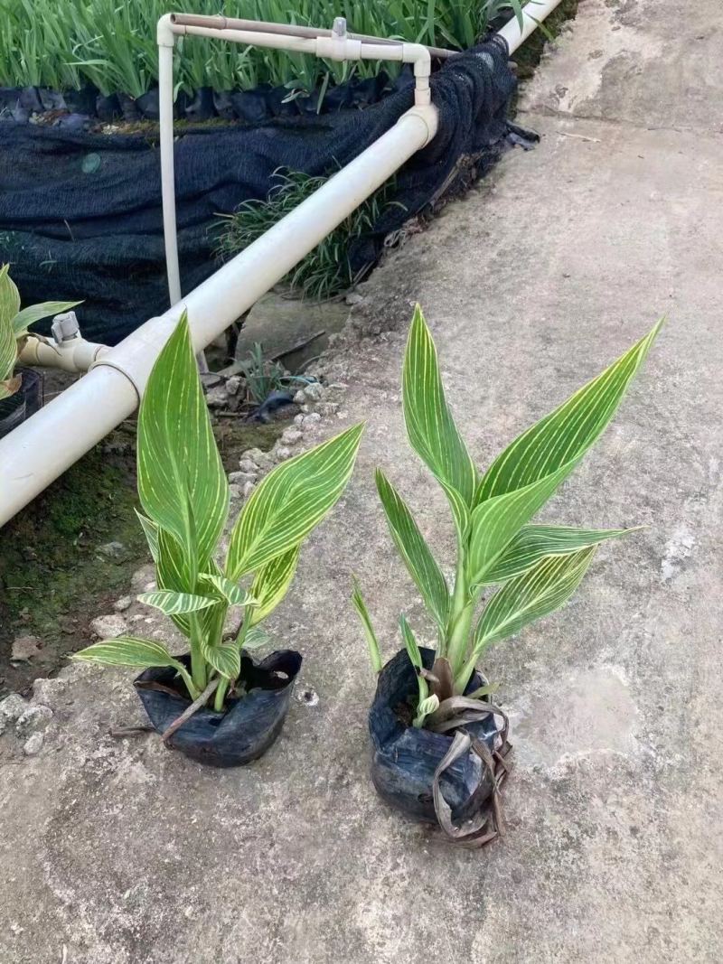 美人蕉各种规格基地大量现货供应，欢迎各位客户咨询
