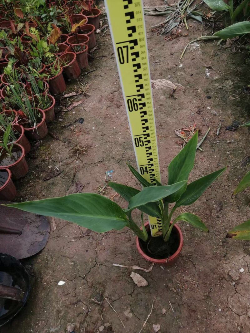 美人蕉各种规格基地大量现货供应，欢迎各位客户咨询