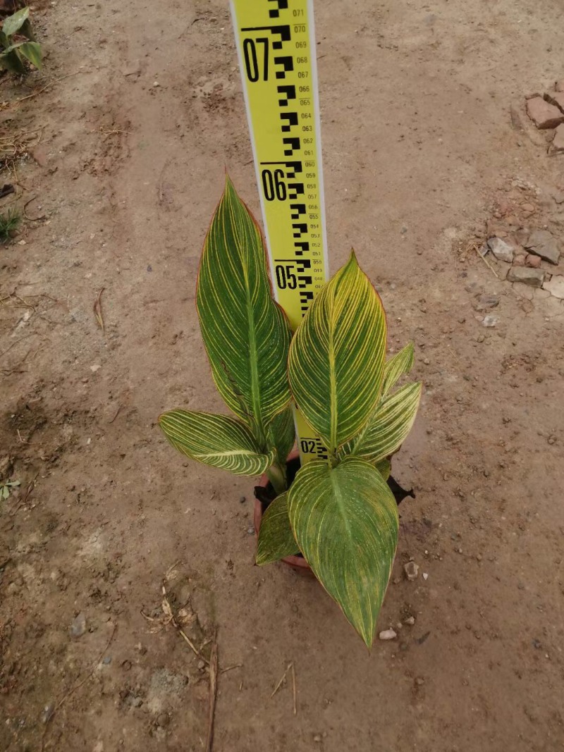 美人蕉各种规格基地大量现货供应，欢迎各位客户咨询
