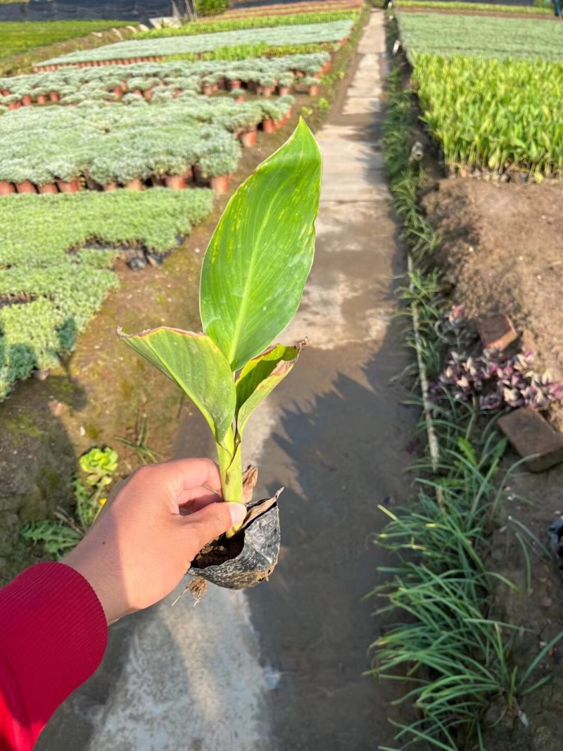 美人蕉各种规格基地大量现货供应，欢迎各位客户咨询