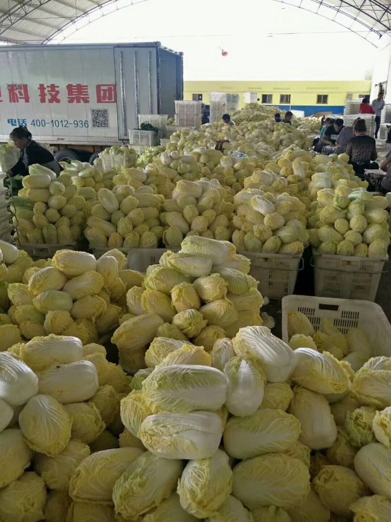 高原蔬菜，大量提供