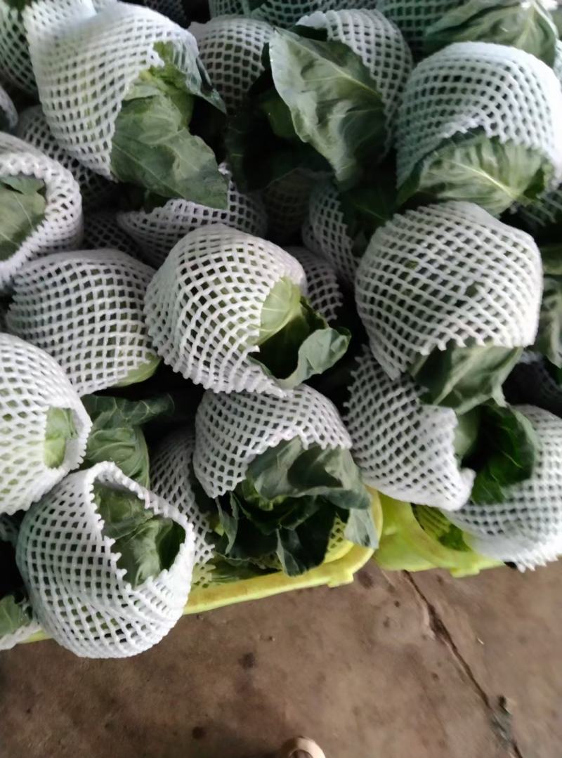 高原蔬菜，大量提供