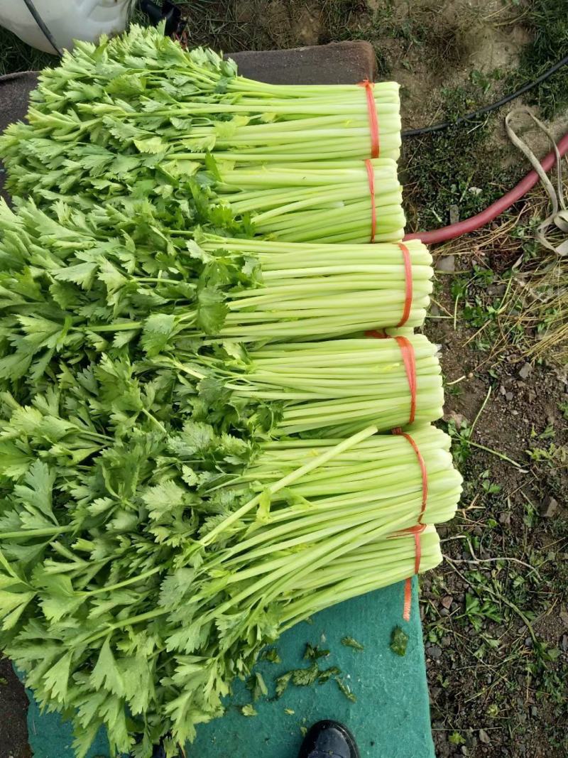 高原蔬菜，大量提供
