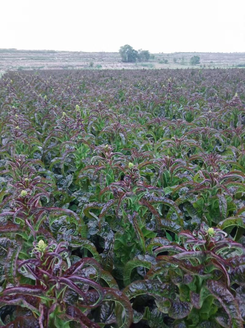 高原蔬菜，大量提供