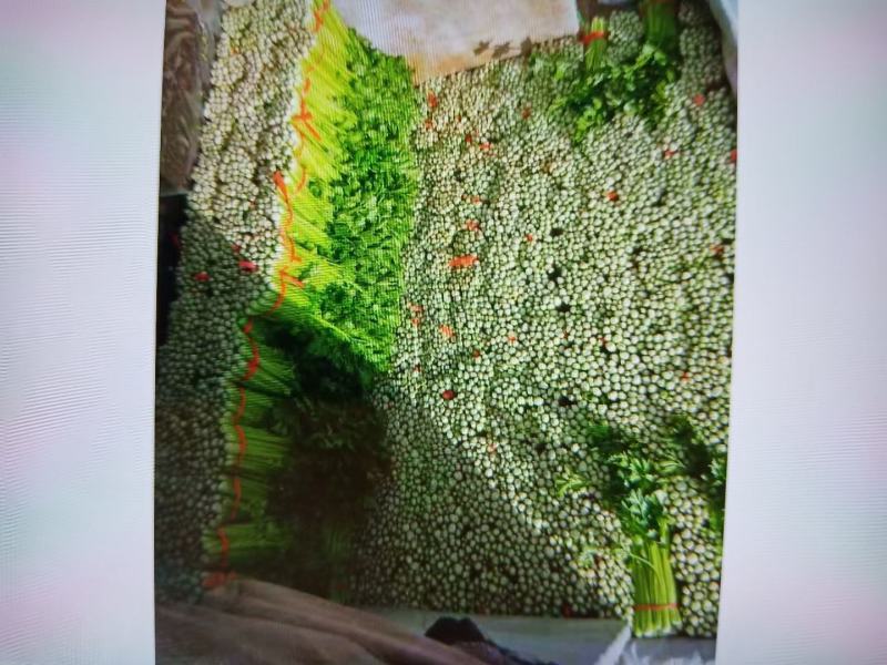 高原蔬菜，大量提供