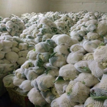 高原蔬菜，大量提供