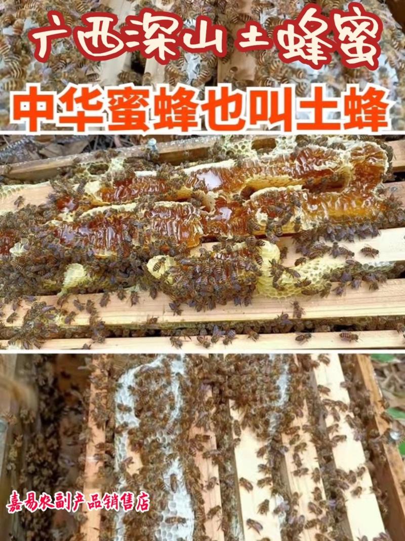 【优质】广西中蜂土蜂蜜蜂蜜荔枝蜜蜂场直供自产自销