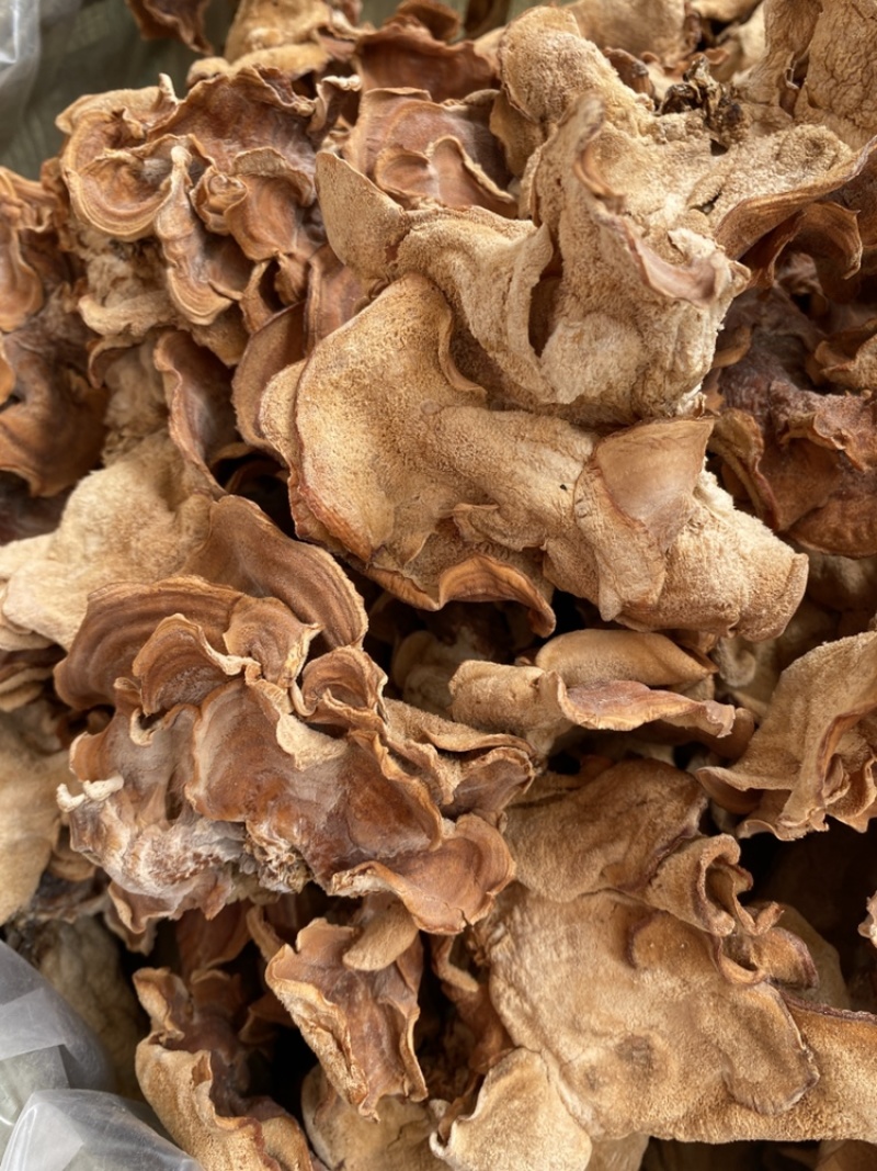 榆耳菌干货素食榆耳菇榆蘑菇榆树菇五斤包邮灵芝菇