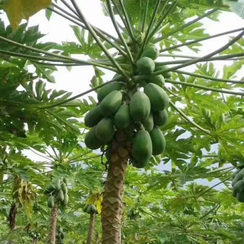 红心水果木瓜一件代发批发价
