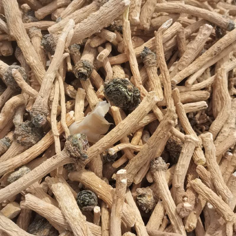 甘肃板蓝根