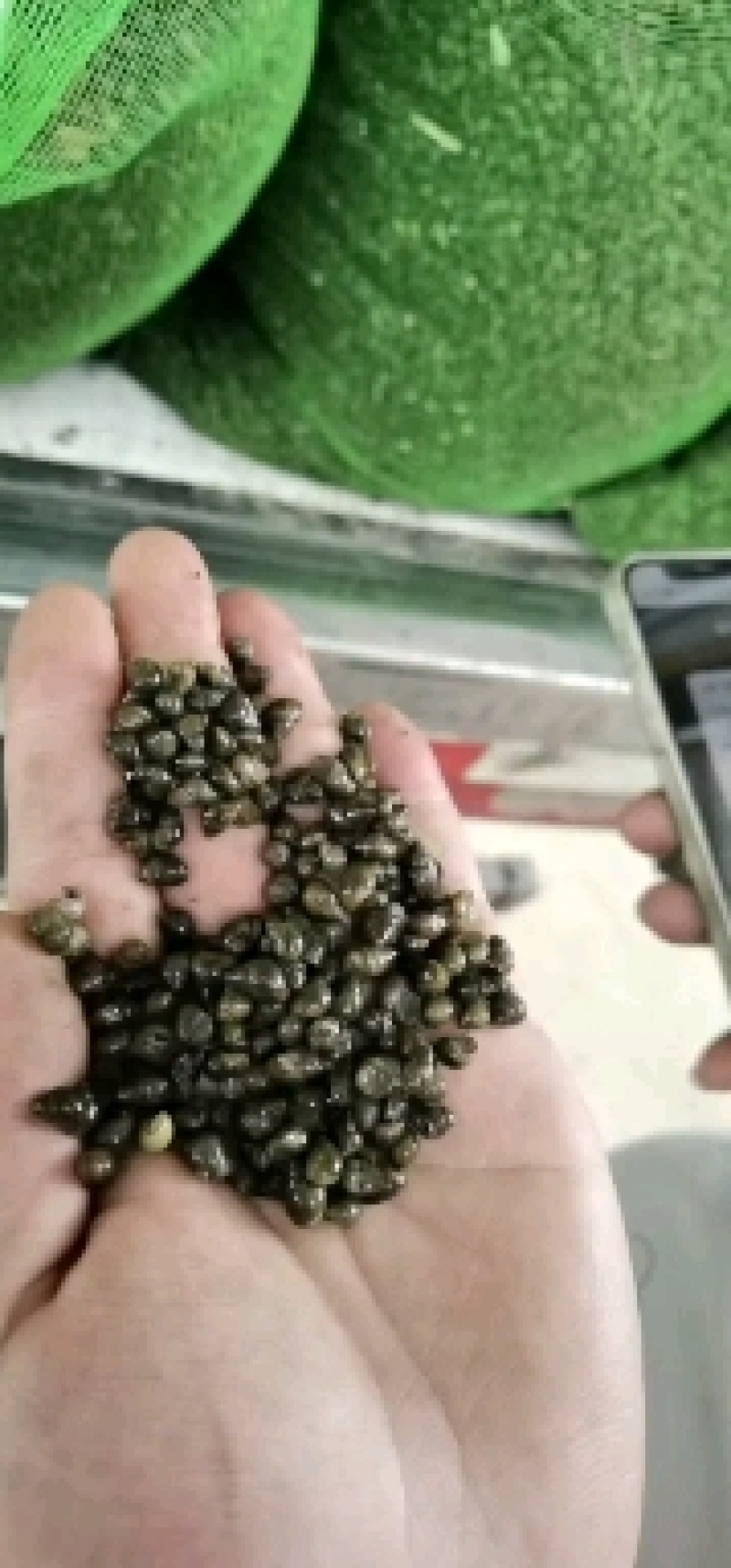蚂蝗开口米螺产地直供