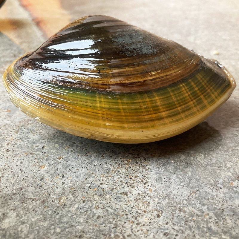 食用河蚌