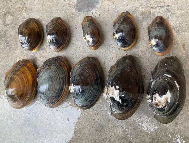 食用河蚌