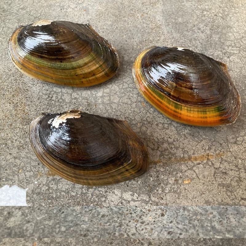 食用河蚌