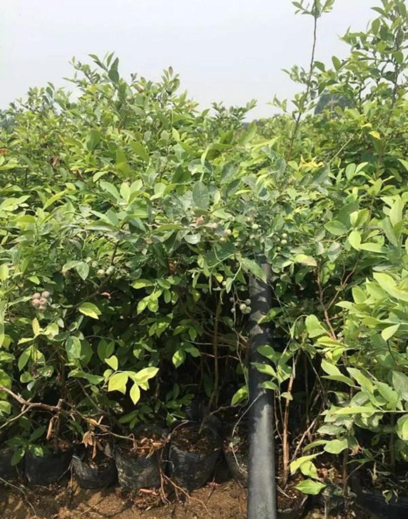 蓝莓树苗盆栽地栽带土阳台南方北方种植当年结果耐寒蓝莓果树