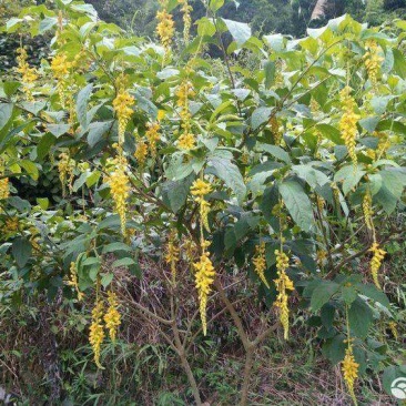 黄花倒水莲云南深山黄花倒水莲