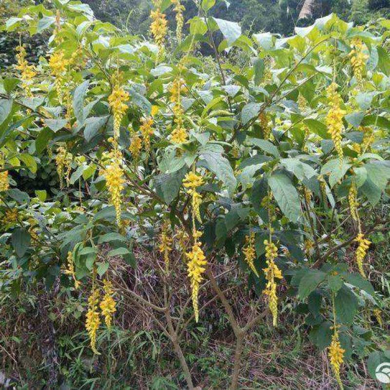 黄花倒水莲云南深山黄花倒水莲