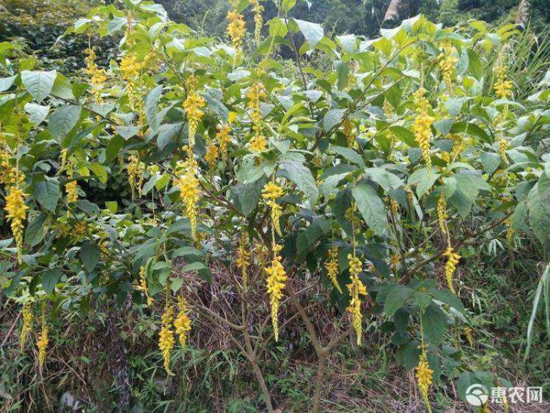 黄花倒水莲云南深山黄花倒水莲