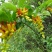 黄花倒水莲云南深山黄花倒水莲
