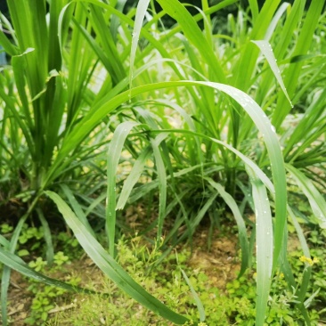 常年供应各种牧草种苗种节
