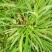 常年供应各种牧草种苗种节